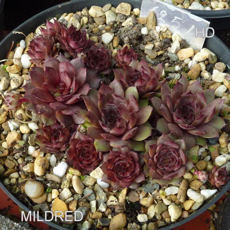 Mildred
