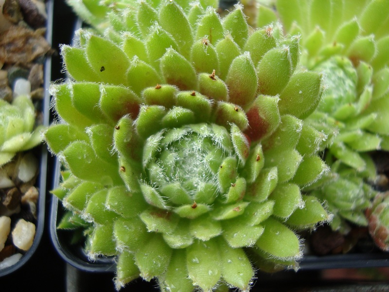 Jubilee