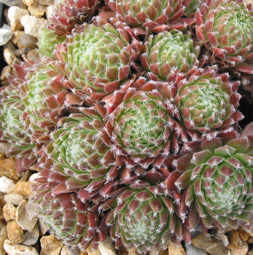 Jubilee