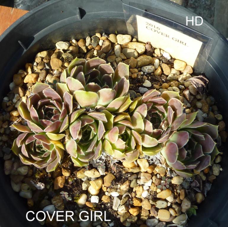Cover Girl / Jovi