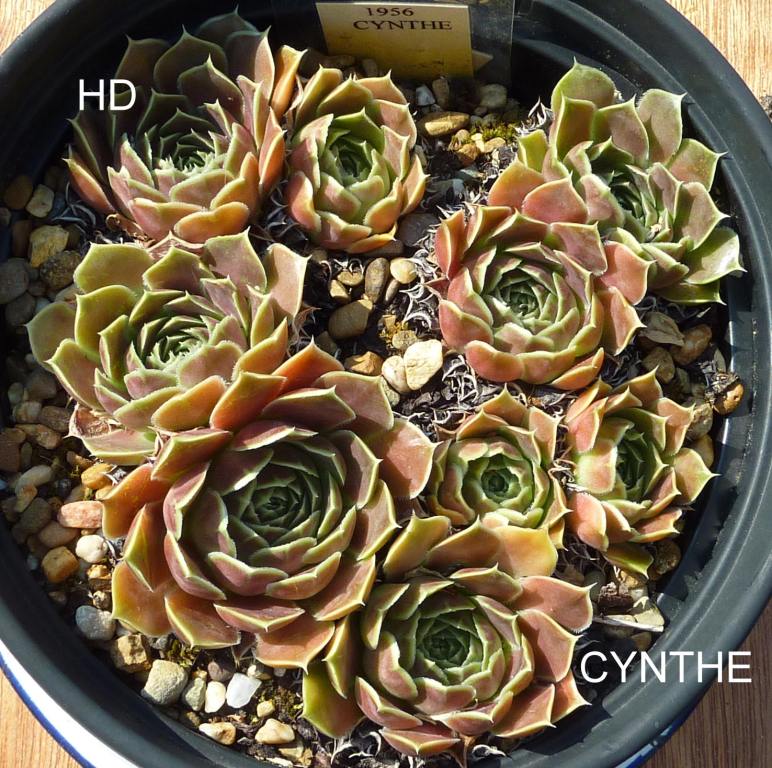 Cynthe / Jovi
