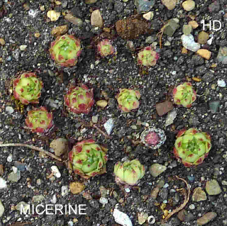 Micerine