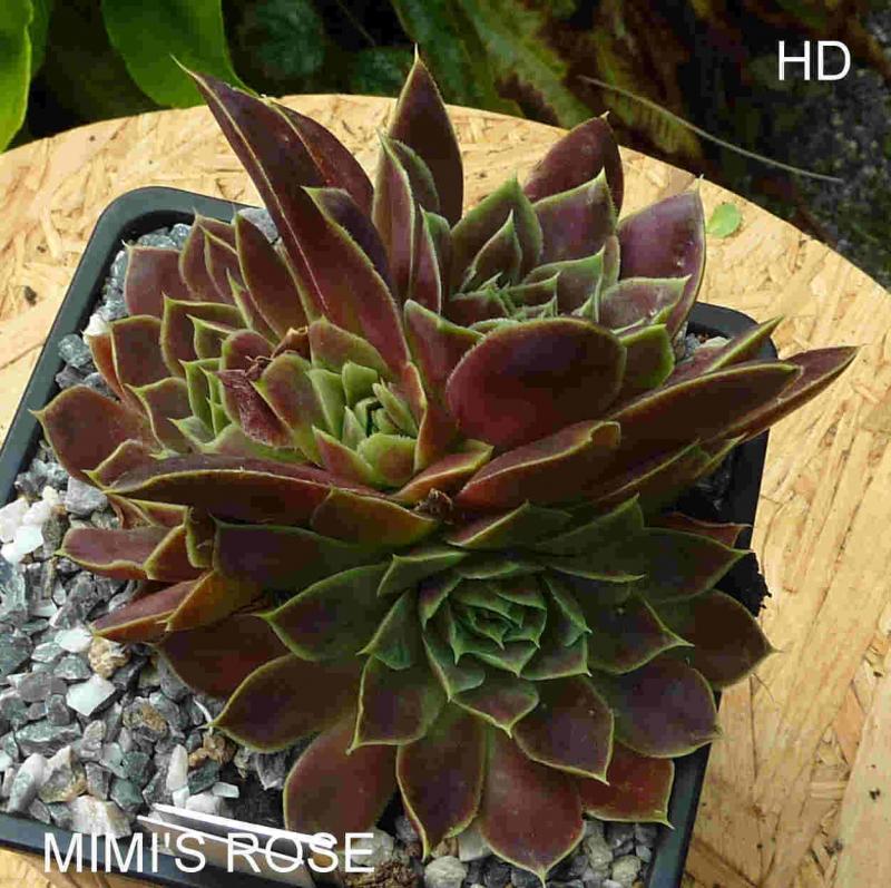 Mimi's Rose / Jovi