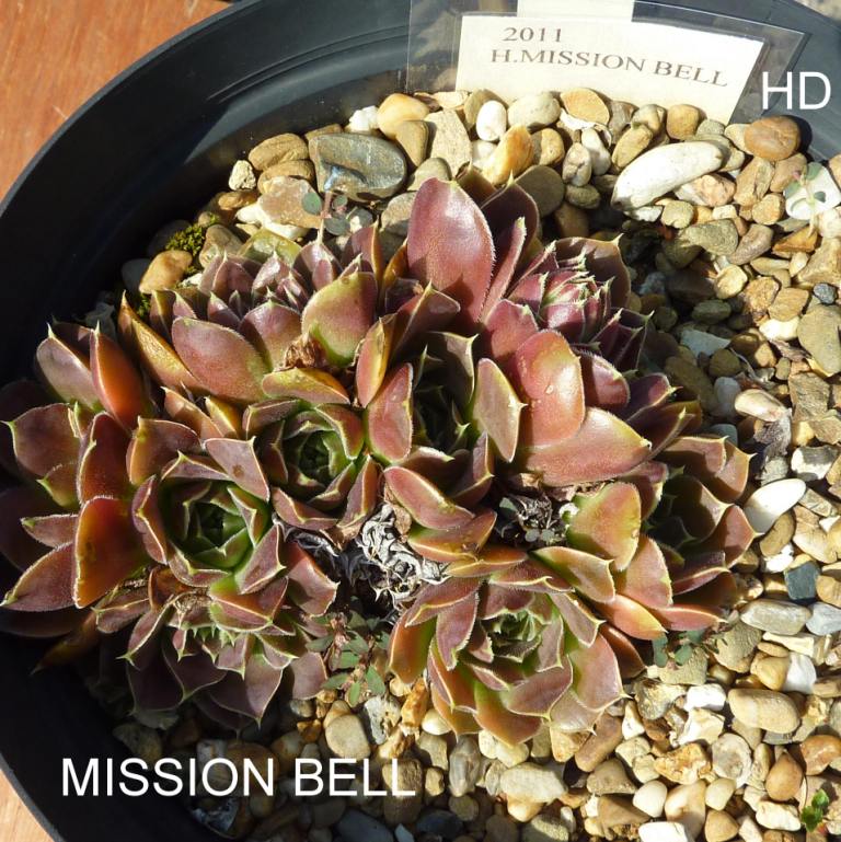 Mission Bells / Jovi
