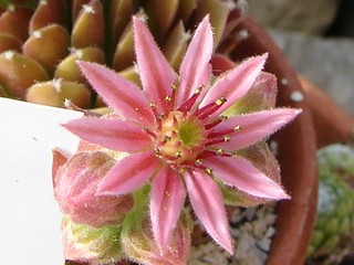 Jubilee