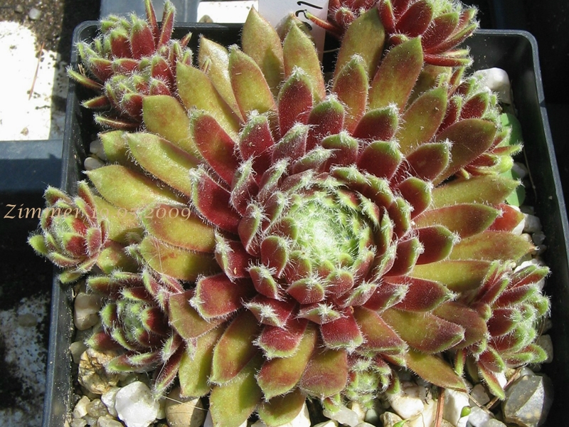 Jubilee