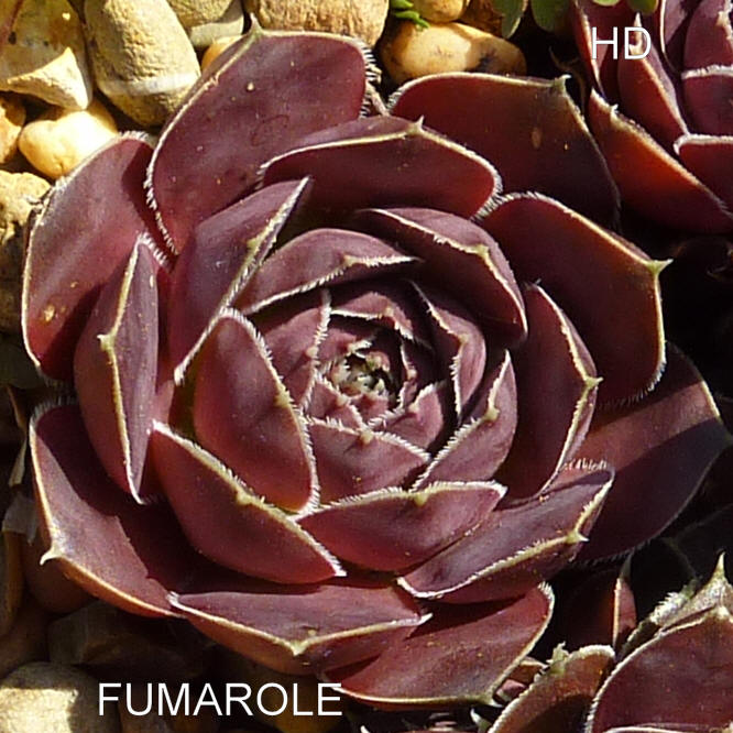 Fumarole / Jovi