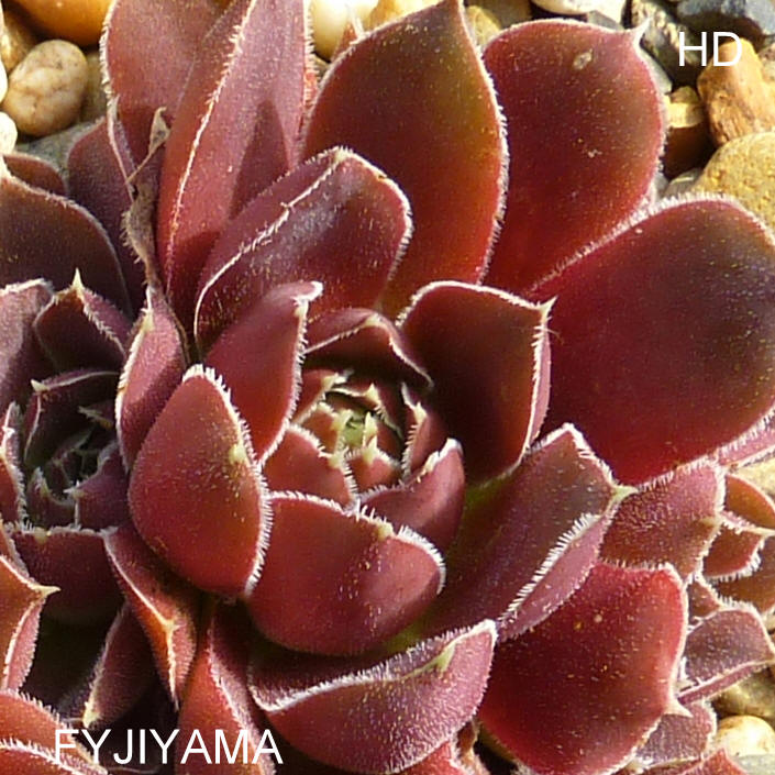 Fyjiyama / Jovi