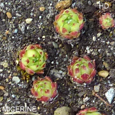 Micerine