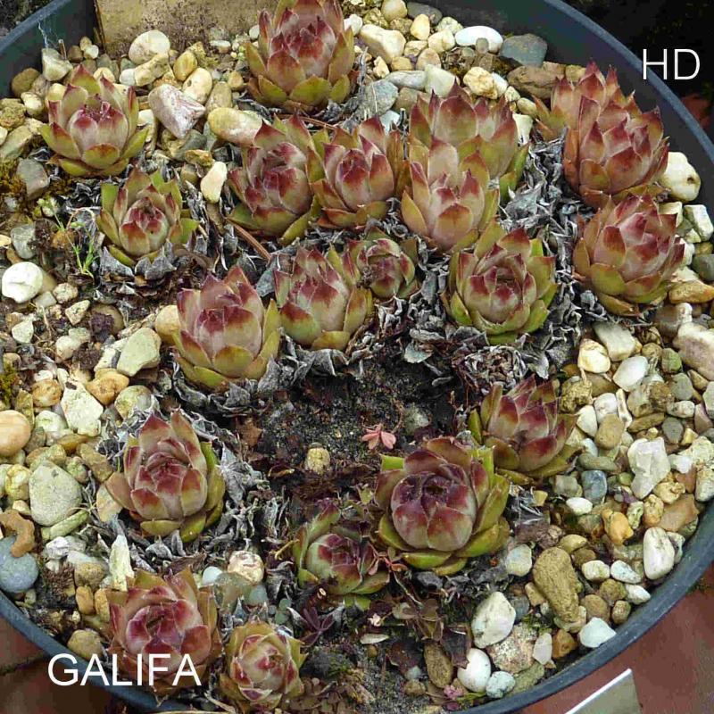 Galifa