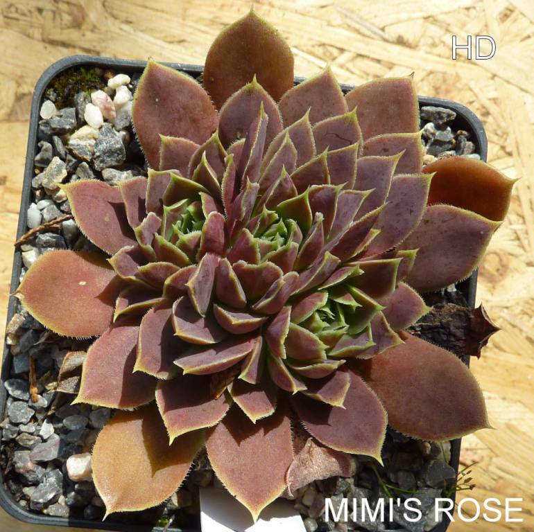 Mimi's Rose / Jovi