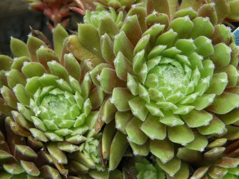 Jubilee