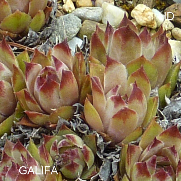 Galifa