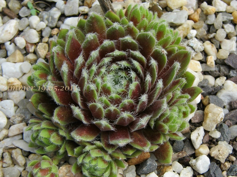 Jubilee
