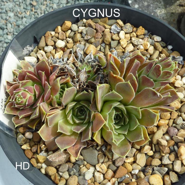 Cygnus / Jovi
