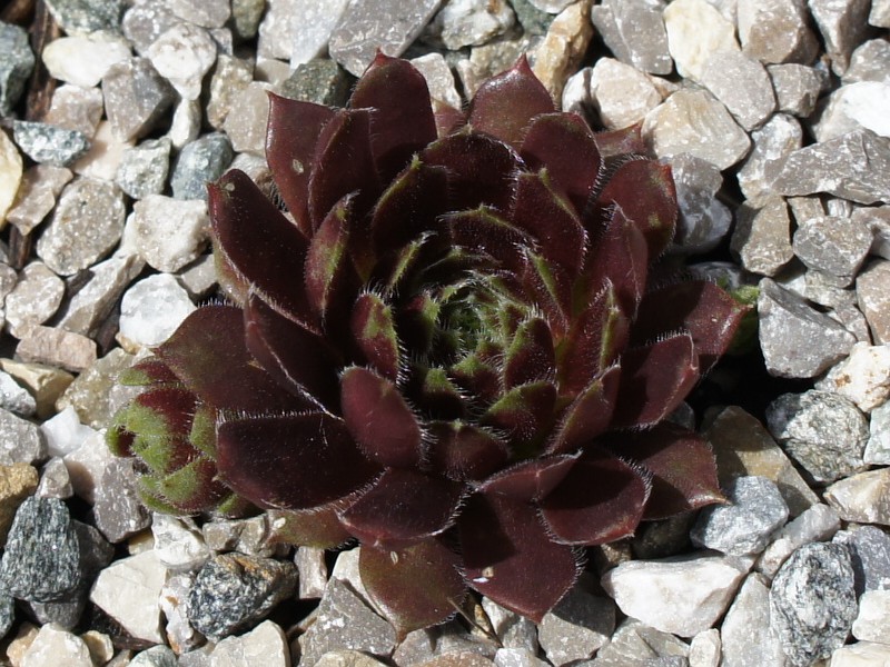 Galiena