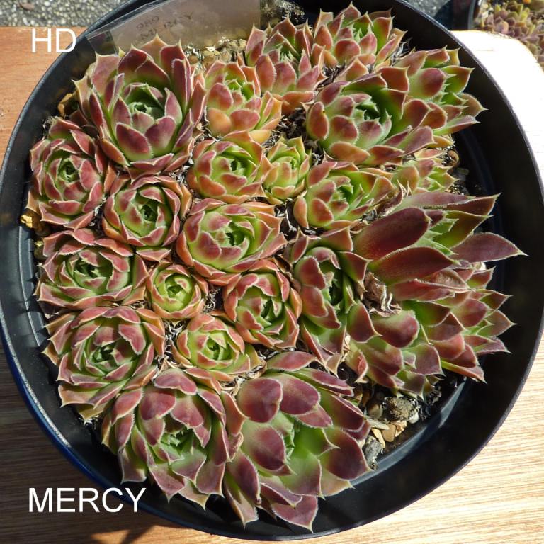 Mercy / Jovi