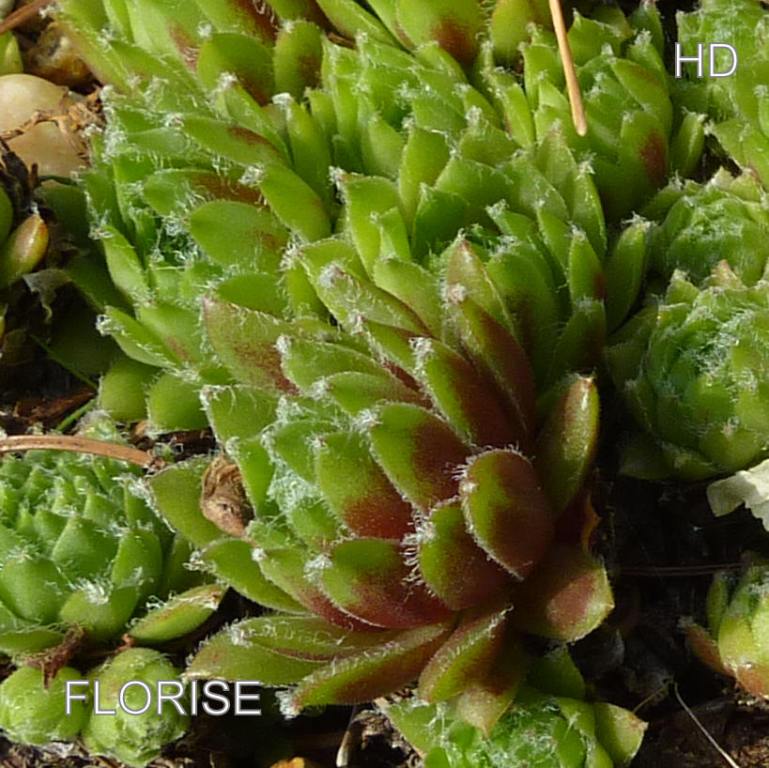 Florise