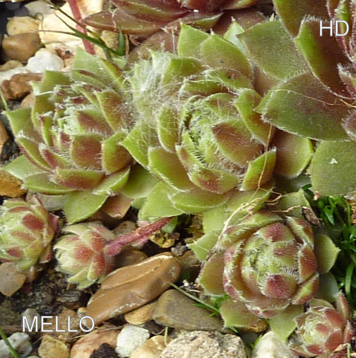 Mello