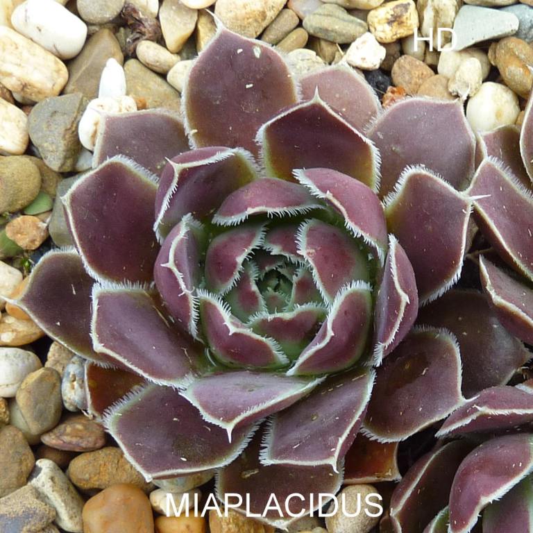 Miaplacidus / Jovi