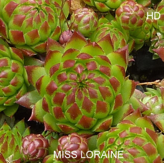 Miss Loraine / Jovi