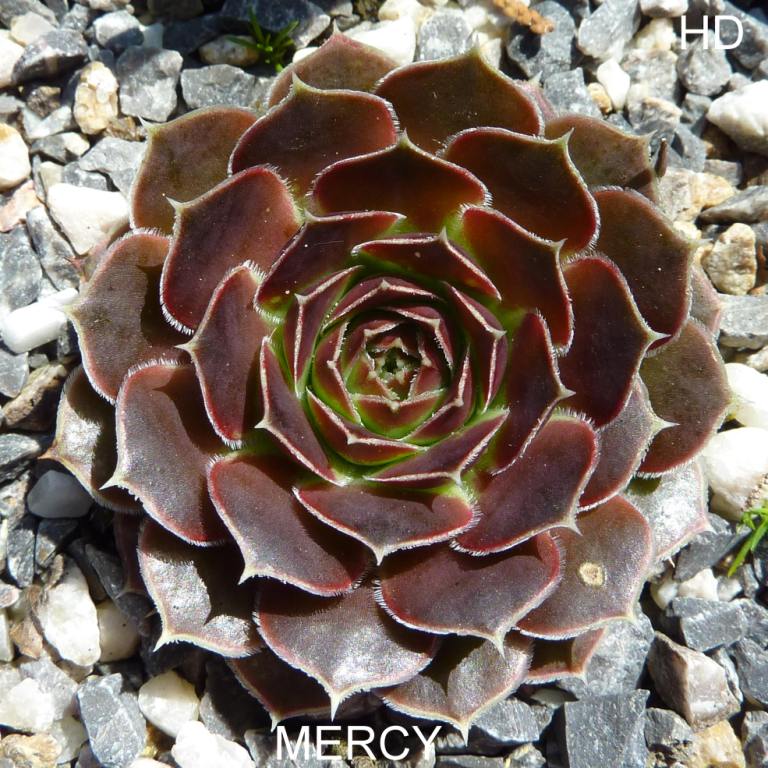 Mercy / Jovi
