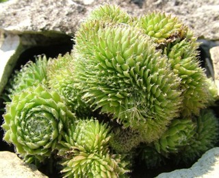 Fuzzy Wuzzy Crests