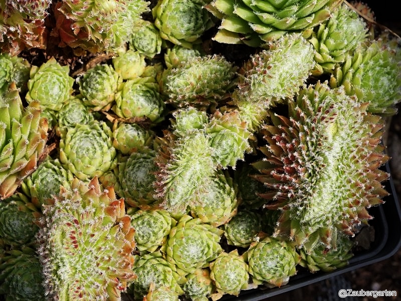 Fuzzy Wuzzy Crests