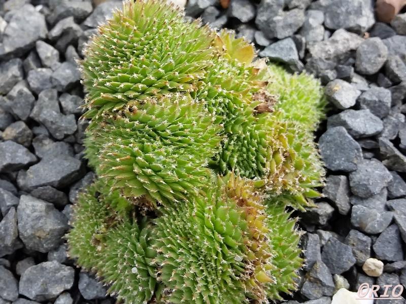 Fuzzy Wuzzy Crests