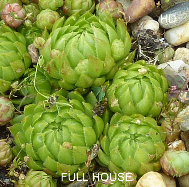 Full House / Jovi