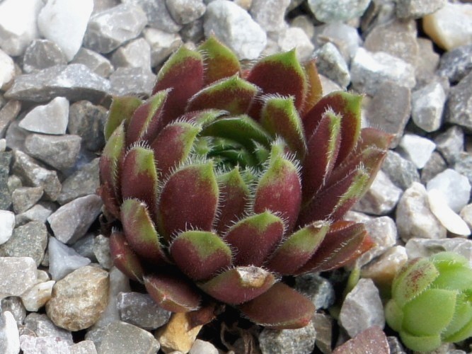 Galiena