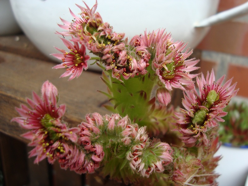 Fuzzy Wuzzy Crests