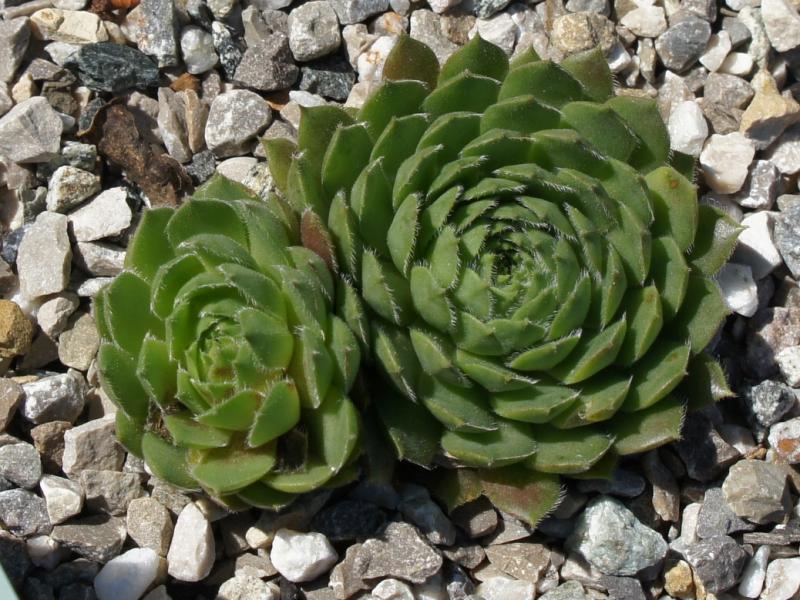 Galiena