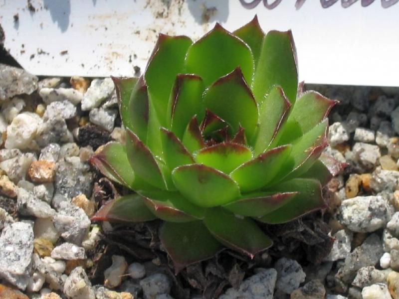 Corni di Canzo