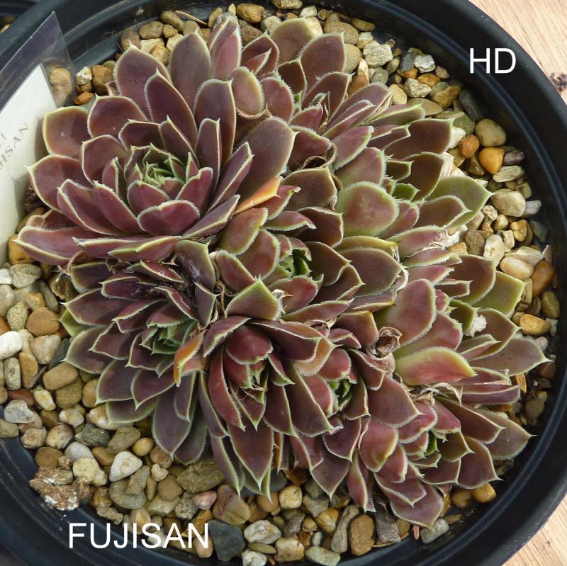 Fujisan / Jovi