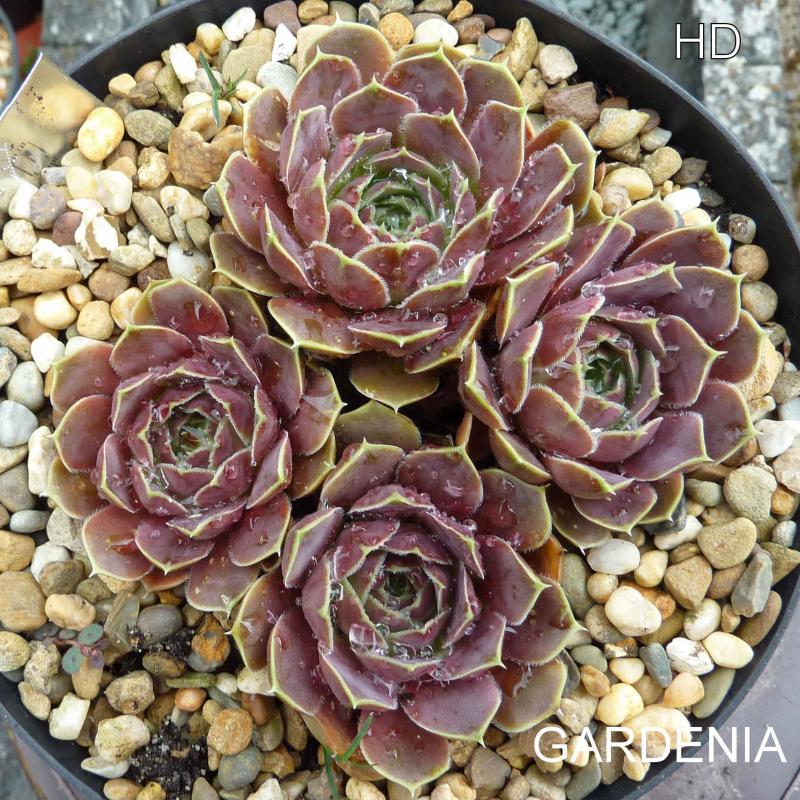 Gardenia / Jovi