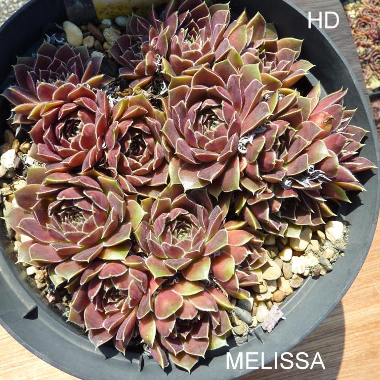 Melissa / Jovi