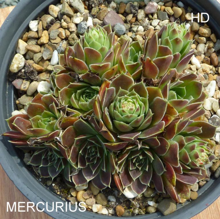 Mercurius / Jovi