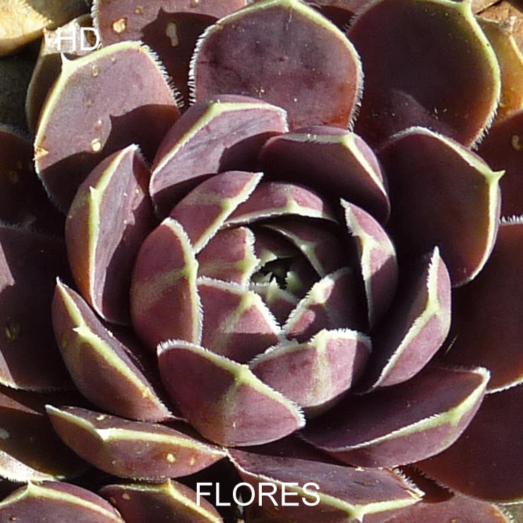 Flores / Jovi
