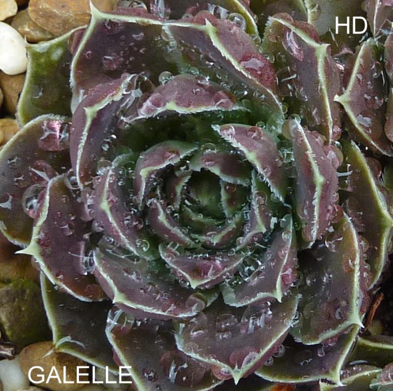 Galelle / Jovi