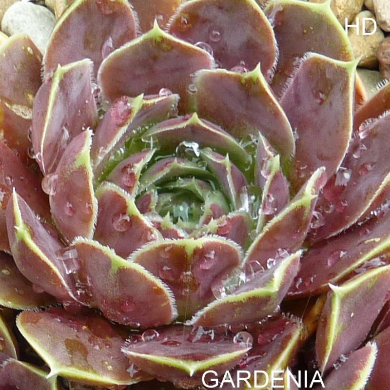 Gardenia / Jovi