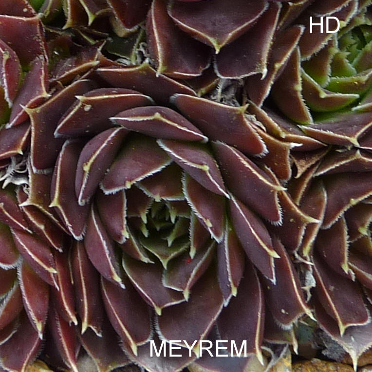 Meyrem / Jovi