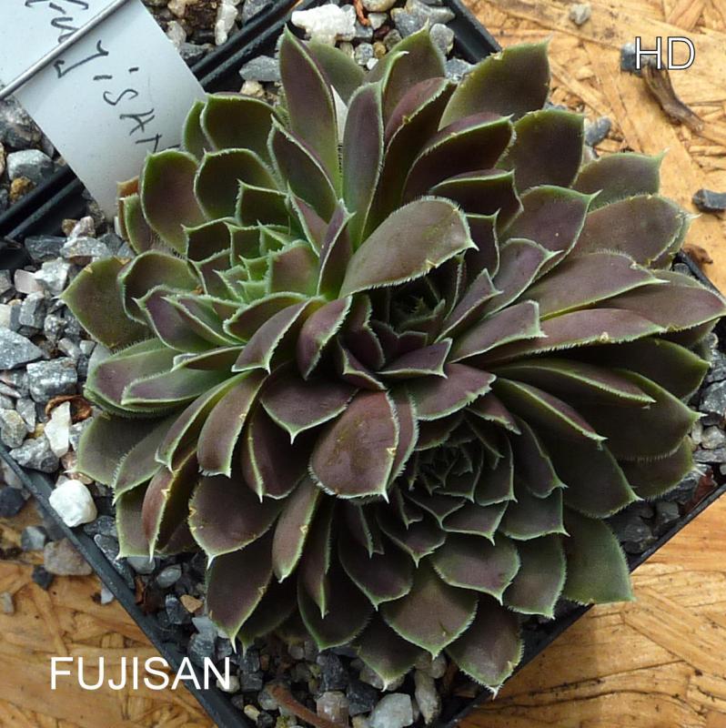 Fujisan / Jovi