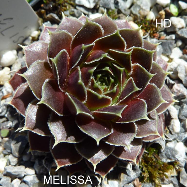 Melissa / Jovi