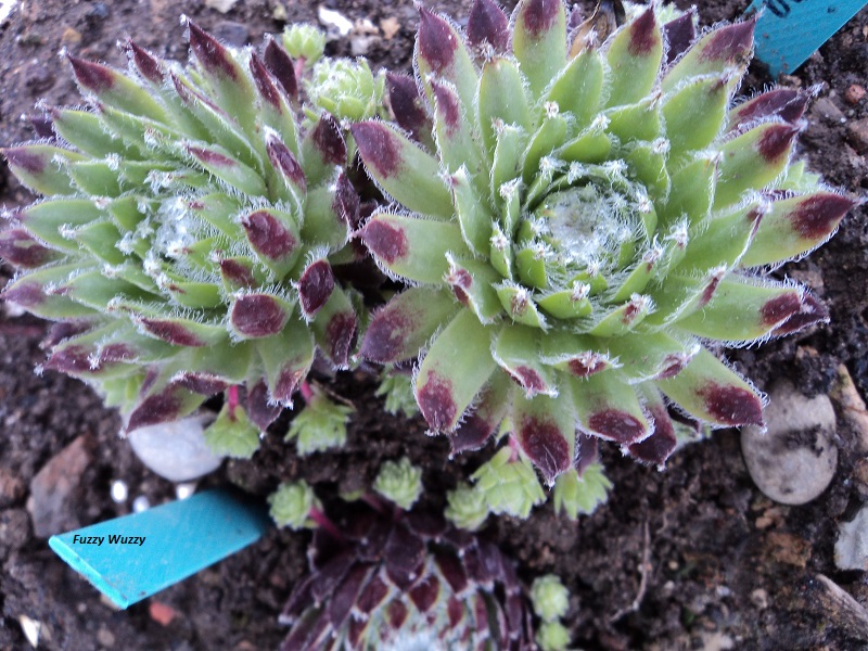 Fuzzy Wuzzy
