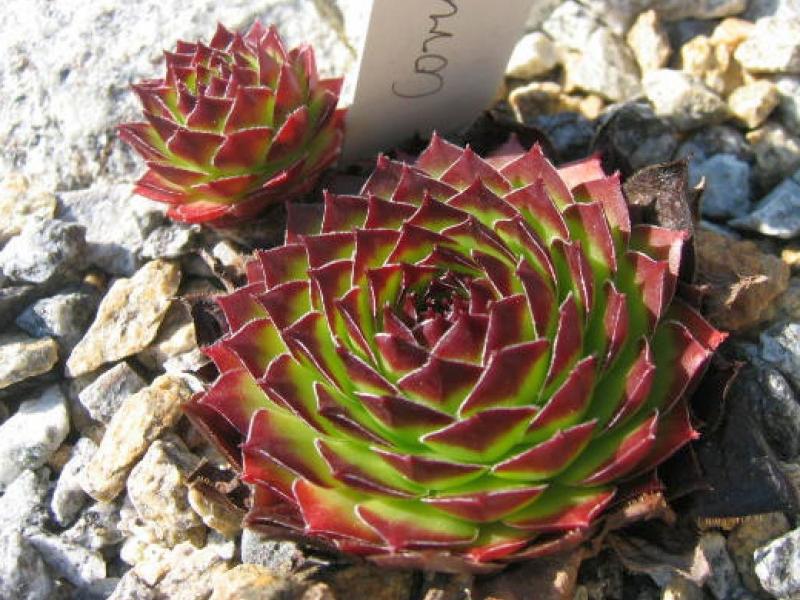 Corni di Canzo