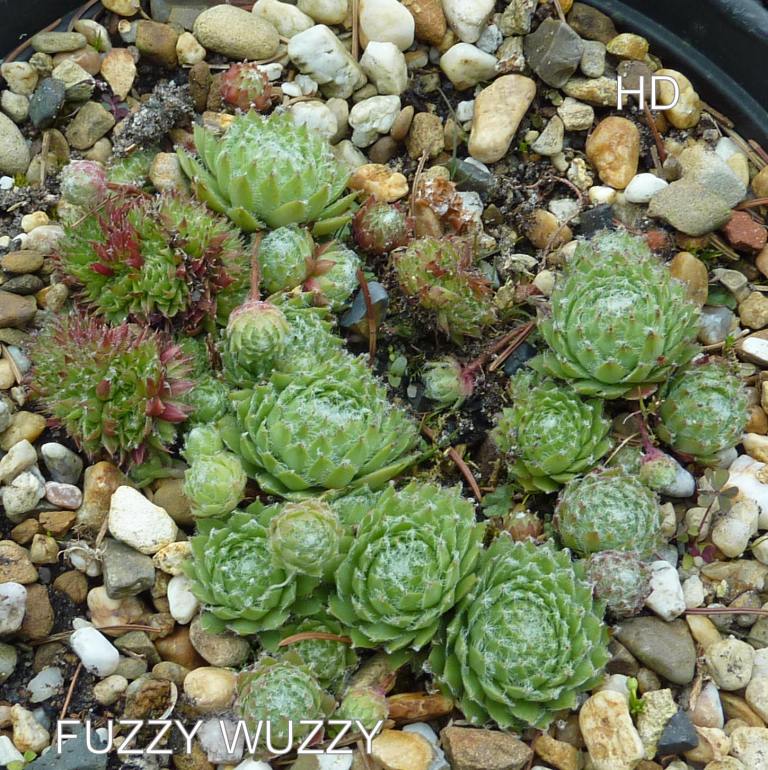 Fuzzy Wuzzy