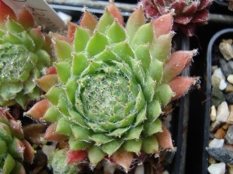 Fuzzy Wuzzy