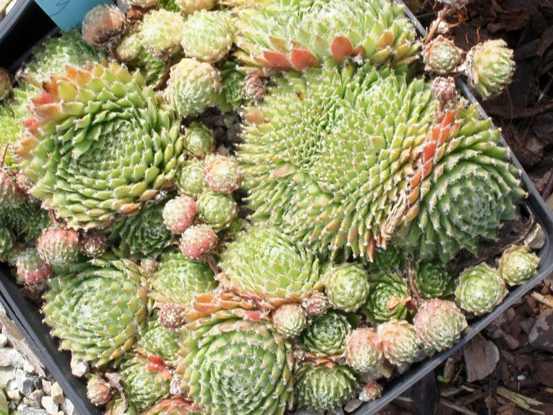 Fuzzy Wuzzy