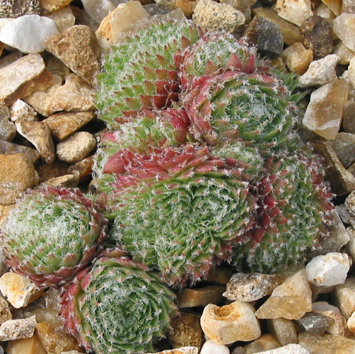 Fuzzy Wuzzy